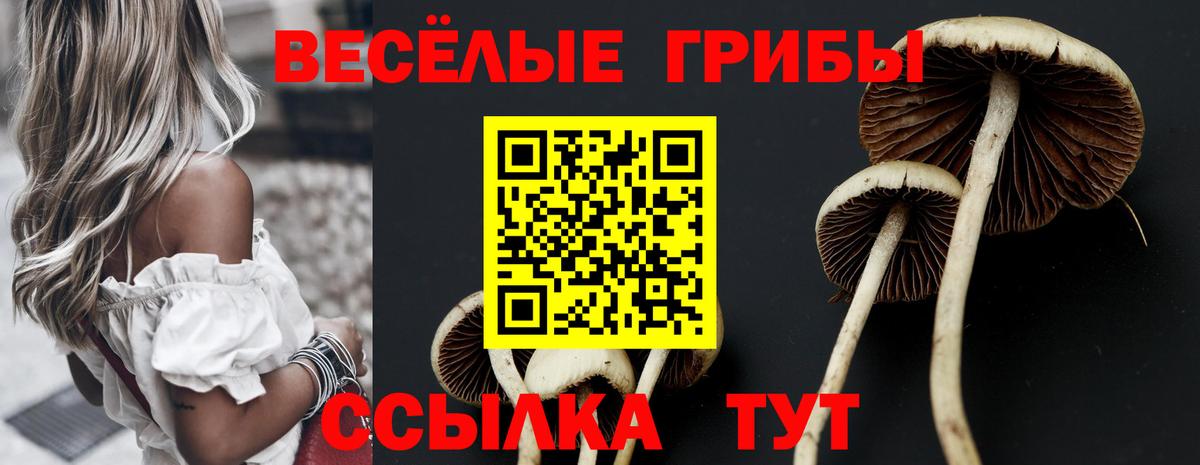 Галлюциногенные грибы Psilocybe Борисоглебск